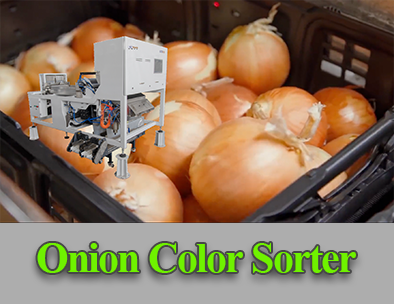 فارز لون الحزام لتنظيف واختيار منتج البصل والثوم وما إلى ذلك من الخضروات
        