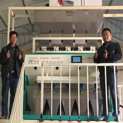 الذرة اللون فارز آلة في قانسو، الصين